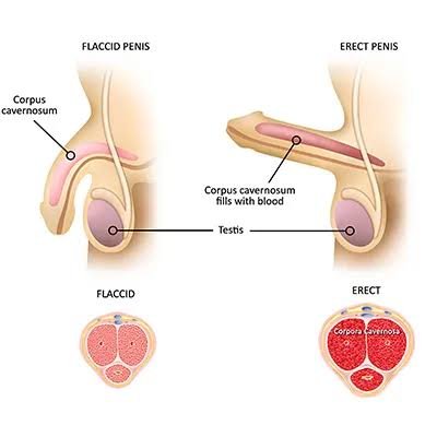 Best ED Treatment in Katni