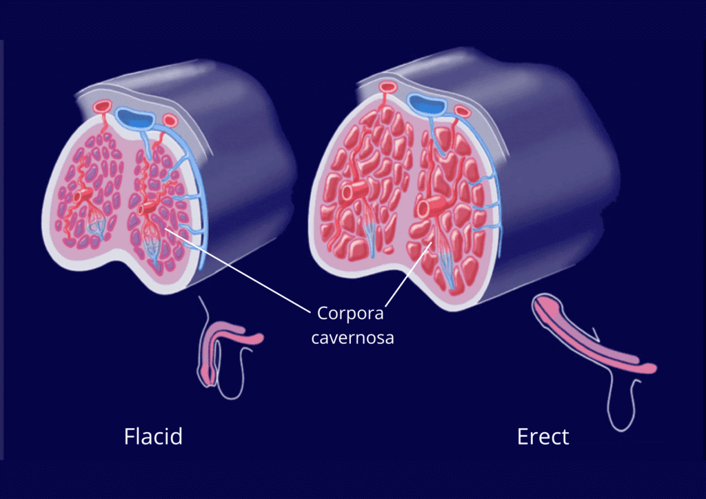 Erectile Dysfunction PRP Therapy in Gadchiroli