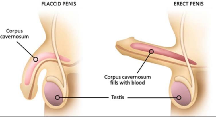 Priapus Shot Treatment In Mandla